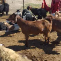 بز دورگ|حیوانات مزرعه|درودزن, |دیوار