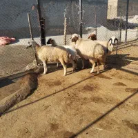 گوسفند میش بره|حیوانات مزرعه|ایوان, |دیوار