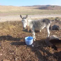 الاغ خر نر جوان|حیوانات مزرعه|اردبیل, |دیوار