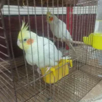 دو جفت عروس هلندی مولد|پرنده|بندر گناوه, |دیوار