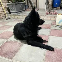 سگ ژرمن و‌گلدن