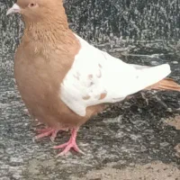 سار و سینه مقبول|پرنده|مشهد, تلگرد|دیوار