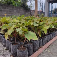 نهال کیوی هایوارد طلایی|گل و گیاه طبیعی|لیسار, |دیوار