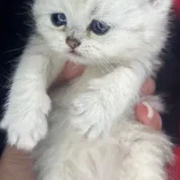 گربه های بامزه مجموعه فیفی شاپ