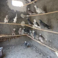 جوجه کفتر پرشی|پرنده|کاشان, کوچه باسکول|دیوار