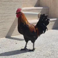جوجه خروس محلی اصل به شرط|حیوانات مزرعه|شیراز, تاچارا|دیوار