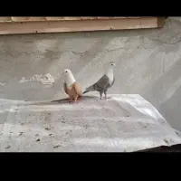 ماده کربلایی