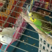 جفت مرغ عشق هلندی