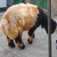 بره چاق پروار