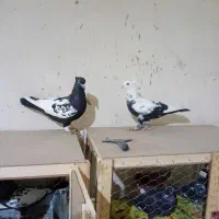 چندتاکفترشهرستانی شرط دوروزرنگ|پرنده|شوشتر, |دیوار