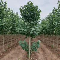 نهال صنوبر با ریشه قوی و آماده کاشت