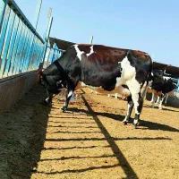 ۳راس گاو آبستن هلشتاین|حیوانات مزرعه|سبزوار, کلاته سیفر|دیوار