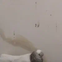 کبوتر|پرنده|زابل, |دیوار