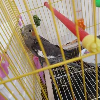 عروس هلندی نر و ماده با ۳تا تخم