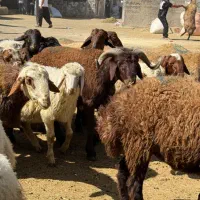 حراجی دام ۲۰٪تخفیف