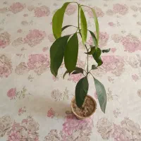 نهال انبه|گل و گیاه طبیعی|یزد, |دیوار