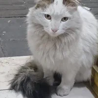 گربه|گربه|ساوه, |دیوار