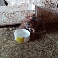 3عدد توله خراسانی اصیل