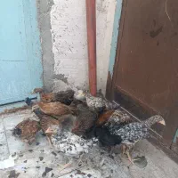 جوجه محلی زیرمرغی اصل زابل