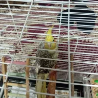 عروس هلندی ۱ ساله  احتمالا  نر