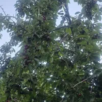 باغ روستای کرمجگان..درباغ