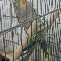 عروس هلندی|پرنده|محمدیه-قزوین, |دیوار