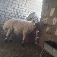 قوچ شاخ دار اصیل سیستان مناسب مالداری و عید قربان