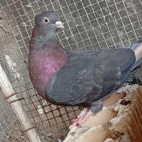 کبوتر آبادانی|پرنده|بوشهر, |دیوار