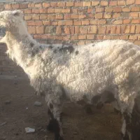 بره نر جری