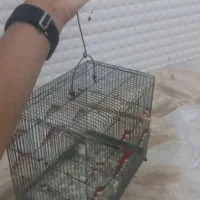 فروش قفس پرنده|لوازم جانبی حیوانات|مهر, |دیوار