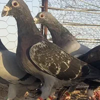 قناری مست وکفتر آلمانی