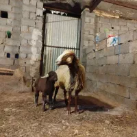 میش با بره