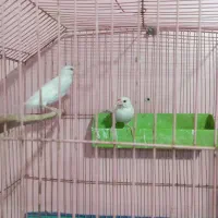 فنج نرگسی