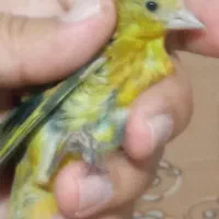 جوجه شاه تخم سهره قناری