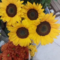 دسته گل افتاب گردون