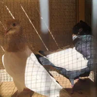 کبوتر سینه مشکی و کله زرد