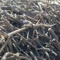 خرید چوب مرکبات