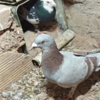 کفتر طوق ولایه|پرنده|مود, |دیوار