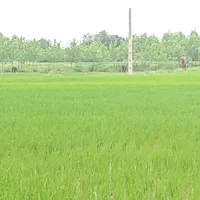 زمین زراعی 3هزار ۱۵۰متر حومه لشت نشا