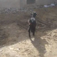 بز و بزغاله