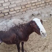 میش