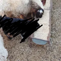 دوعدد بره نره چاق کشتاری