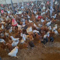 پولت مرغ محلی گلپایگان