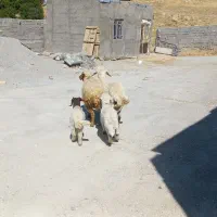 دو میش و بره داشتی و پرواری