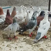 کبوتر