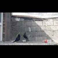 زاغ دم عروسک، طوقی|پرنده|زیرکوه, |دیوار