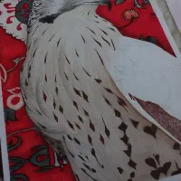 تابلوی نقاشی مداد رنگی(شاهین روی فرش ایرانی)