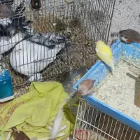 گلدین نرگسی،کرواتی ،مرغ عشق ،قناری،کبوتر دم چتری|پرنده|تهران, حکیمیه|دیوار