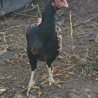 تخم مورغ لاری اصل|حیوانات مزرعه|مشگین شهر, |دیوار