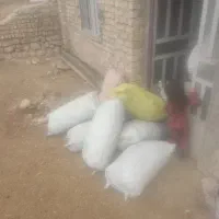 زغال بلی